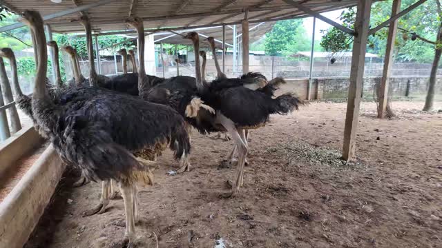 Ostriches Grazing In Barn