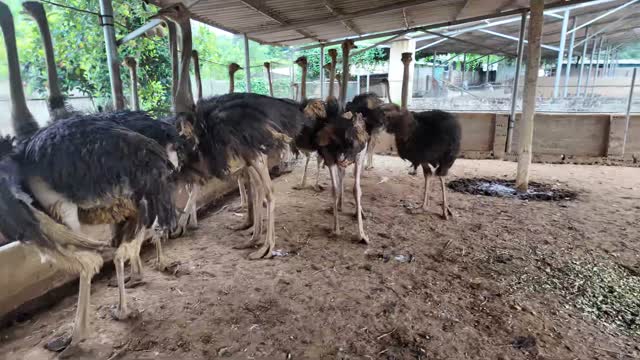 Ostriches Feeding Under Shed
