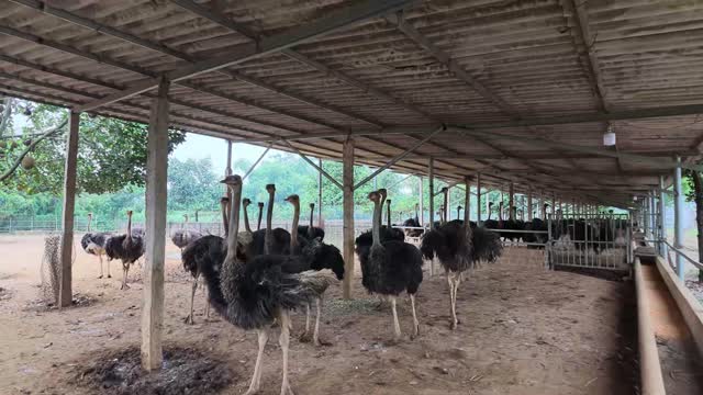 Ostriches In Spacious Barn