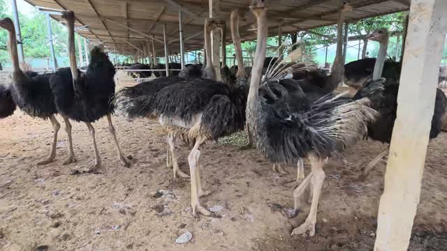 Ostriches Close Together