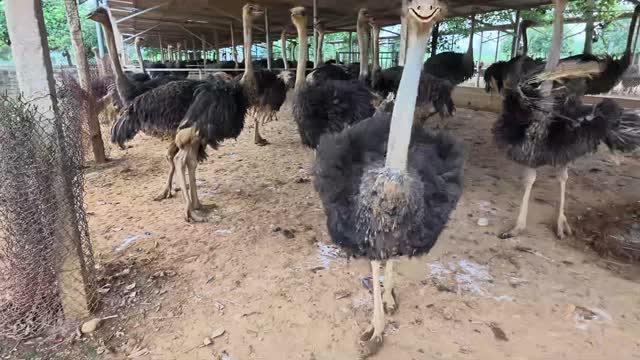 Ostrich Legs On Bare Ground