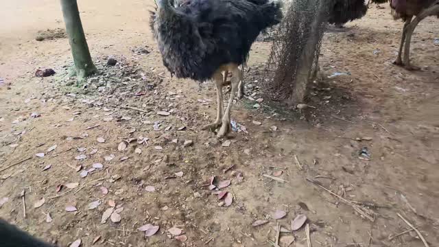 Ostriches Milling In The Pen