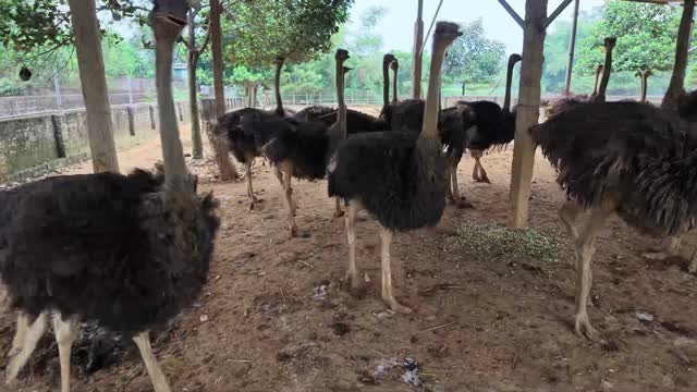 Ostriches Wandering The Yard