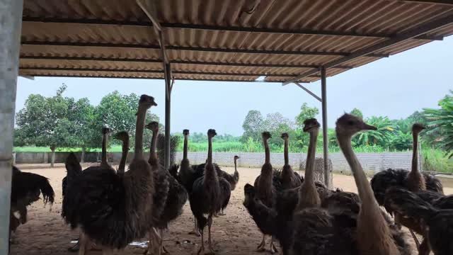 Ostriches Under Barn Shelter