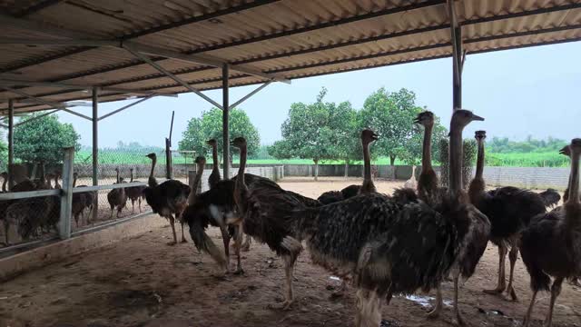 Ostrich Flock In Open Pen