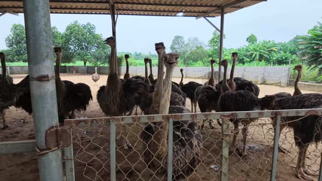 Ostriches Behind Wire Fence