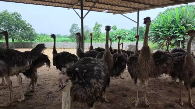 Ostrich Herd In Sandy Enclosure