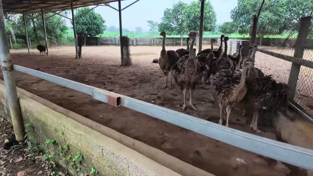 Ostriches In Fenced Yard
