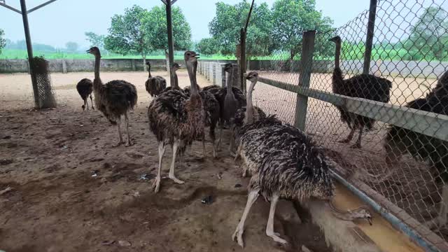 Ostrich Group Near Wire Fence