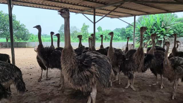 Ostriches Standing Under Roof