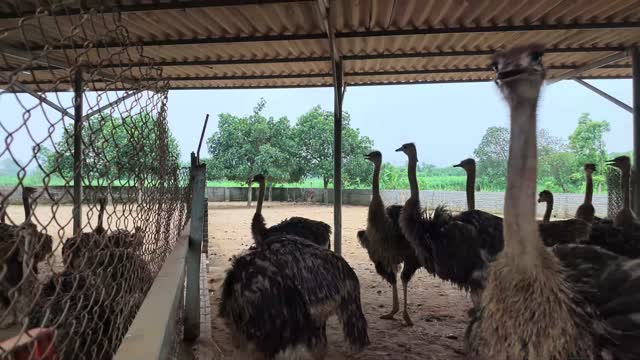 Ostriches Beside Wire Cage