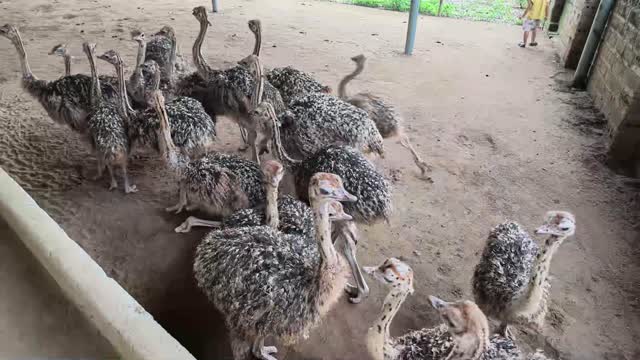 Flock Of Young Ostriches
