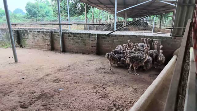 Young Ostriches By Brick Wall