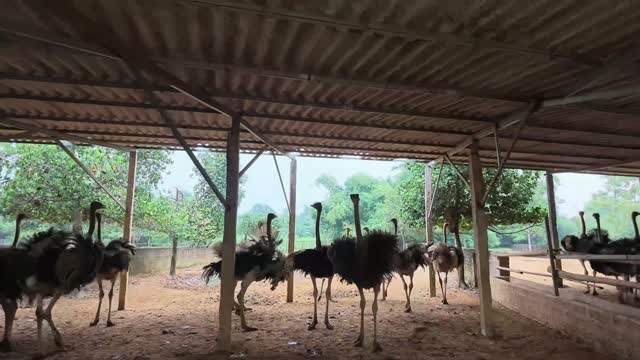 Ostriches Under Metal Roof