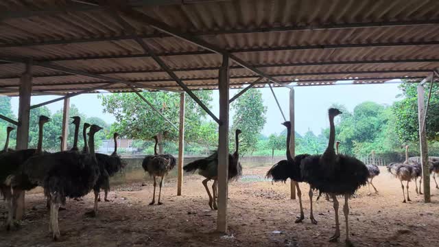 Ostrich Flock In Farm Shed
