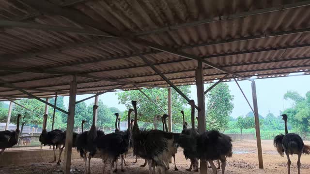 Ostriches Under Shed Silhouette