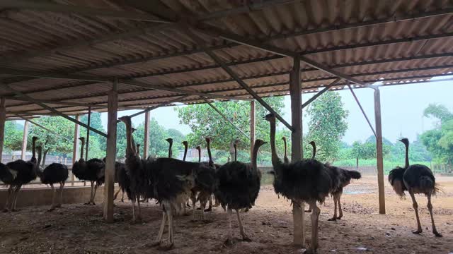 Ostrich Flock In Shade