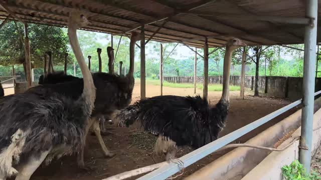 Ostriches At Feed Trough