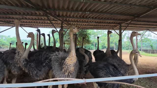 Ostriches Close In Pen