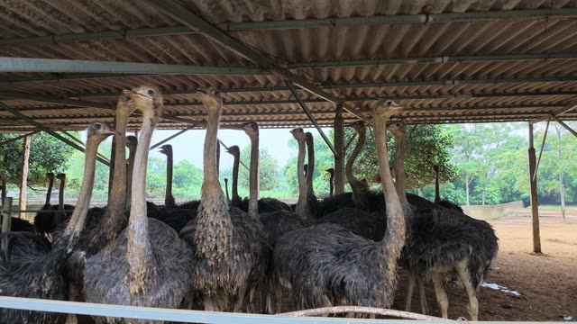 Row Of Ostrich Necks
