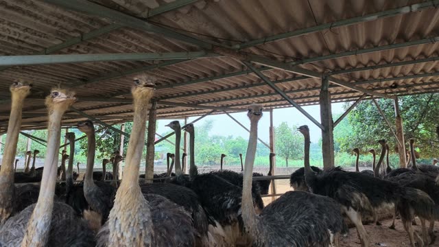 Ostrich Flock Beneath Roof