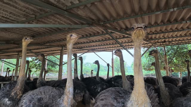 Close Ostrich Heads And Necks