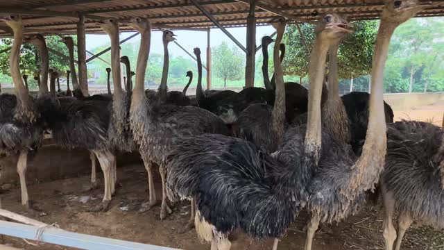 Ostriches Packed In Pen