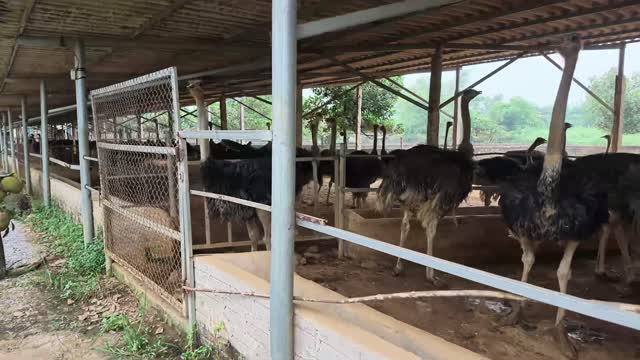 Ostriches In Side Barn Pens
