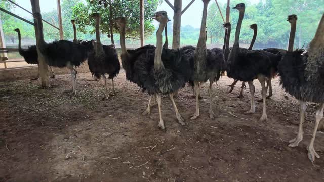Ostriches In Side View Rows