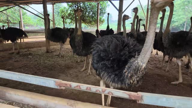 Ostriches Over Feeding Trough