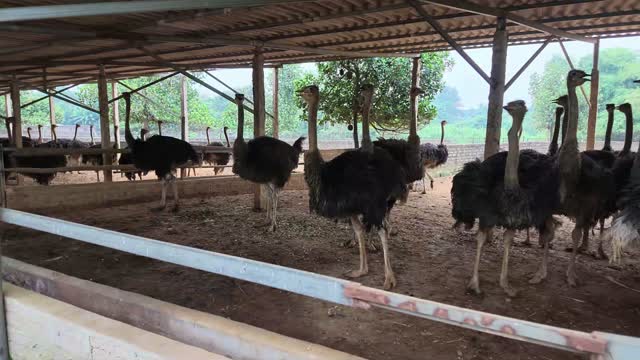 Ostriches Standing In Pen