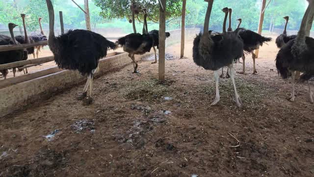 Ostriches In Open Barn