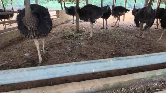 Ostriches Behind Rail Fence