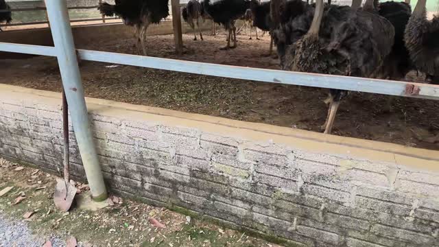 Ostrich Legs Behind Wall