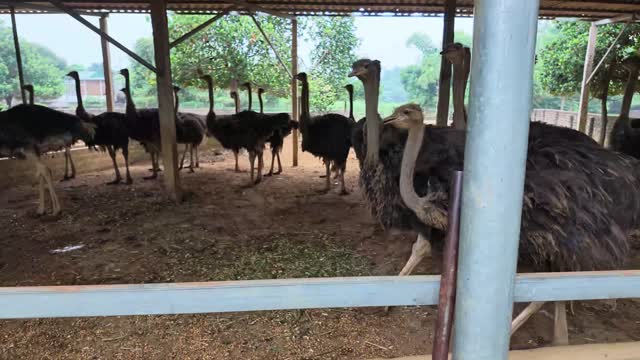Ostriches In Shaded Barn