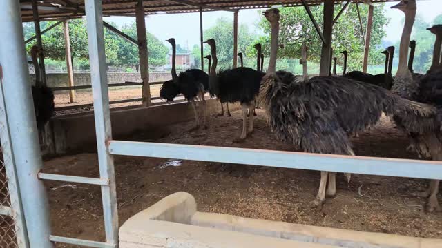 Ostriches Over Concrete Trough