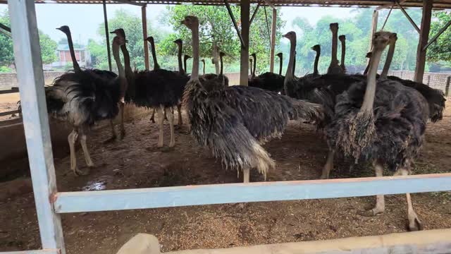 Ostrich Flock In Barn Pen