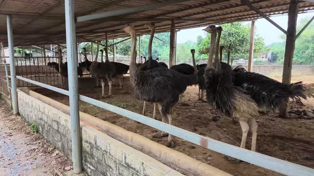 Ostriches In Long Barn Pen