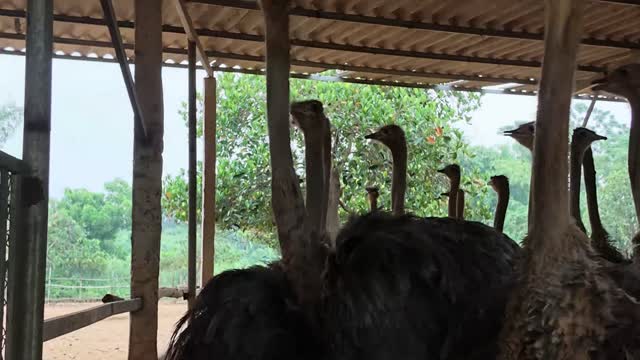 Ostriches Reaching For Leaves