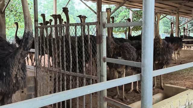 Ostriches Behind Metal Gate