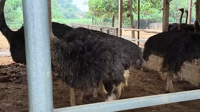 Ostrich Feathers Close Up