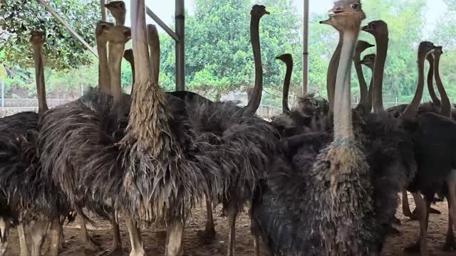Ostriches Facing The Camera