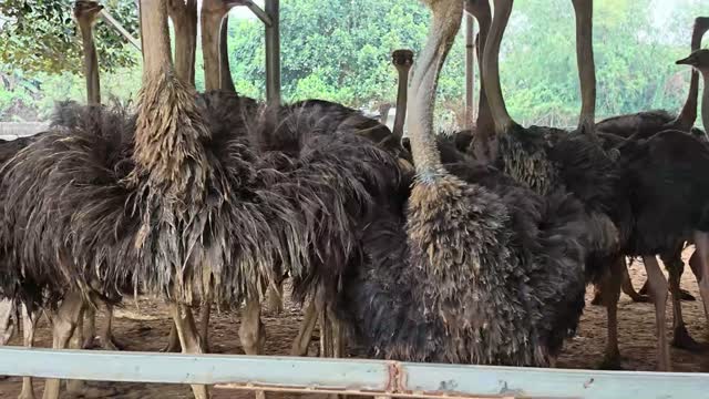 Ostrich Backs And Feathers
