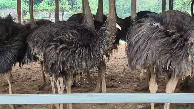 Ostriches Seen From Behind