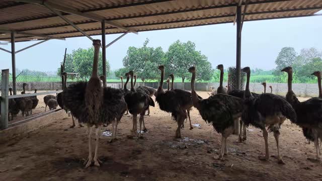 Two Ostriches Under Shelter