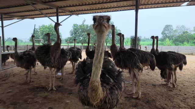 Ostrich Flock In Wide Pen