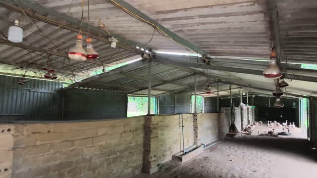 Brooder House With Heat Lamps