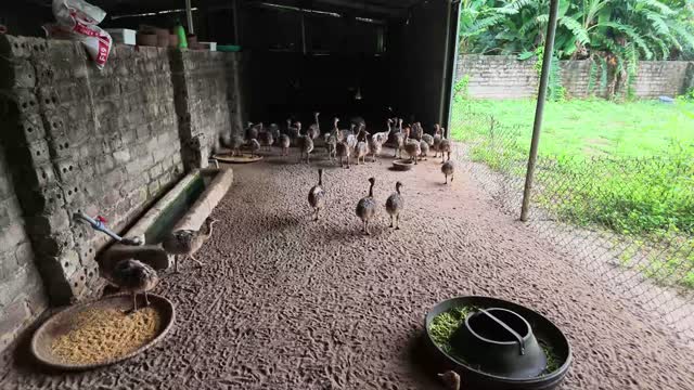Ostrich Chicks With Feed Bowls