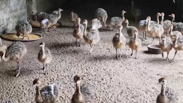 Ostrich Chicks In Brooder Pen