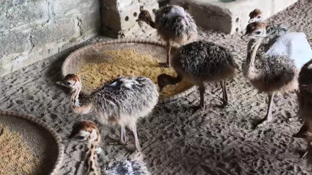 Ostrich Chicks At Feed Tray